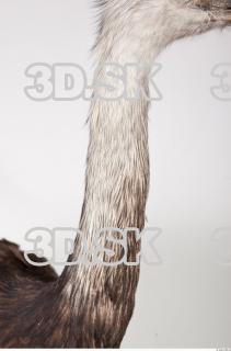 Emus neck photo reference 0038